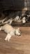 Siberian Husky Puppies for sale in Madison, AL, USA. price: $1,000