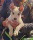 Siberian Husky Puppies for sale in Kings Mountain, NC, USA. price: NA