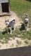 Siberian Husky Puppies for sale in Johnstown, OH 43031, USA. price: NA