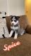 Siberian Husky Puppies for sale in Turlock, CA, USA. price: NA