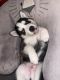 Siberian Husky Puppies for sale in Antioch, CA, USA. price: $800