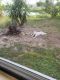 Siberian Husky Puppies for sale in Brevard County, FL, USA. price: NA
