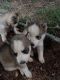 Siberian Husky Puppies for sale in Maynardville, TN 37807, USA. price: NA