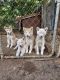 Siberian Husky Puppies for sale in Columbia, SC, USA. price: NA