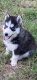 Siberian Husky Puppies for sale in TN-106, Tennessee, USA. price: NA