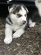 Siberian Husky Puppies for sale in Seagoville, TX 75159, USA. price: $500
