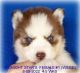 Siberian Husky Puppies for sale in Manilla, IA 51454, USA. price: $1,250