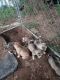 Siberian Husky Puppies for sale in Maynardville, TN 37807, USA. price: NA
