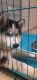 Siberian Husky Puppies for sale in Kokapet, Telangana, India. price: NA
