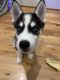 Siberian Husky Puppies for sale in West Babylon, NY, USA. price: $2,150
