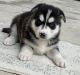 Siberian Husky Puppies for sale in Hialeah, FL, USA. price: $750