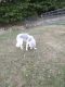Siberian Husky Puppies for sale in South West Township, MO, USA. price: NA