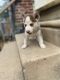 Siberian Husky Puppies for sale in Philadelphia, PA, USA. price: $600
