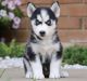 Siberian Husky Puppies for sale in Worcester, MA, USA. price: $3,500