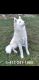 Siberian Husky Puppies for sale in South West Township, MO, USA. price: NA