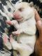 Siberian Husky Puppies for sale in 60 Sengkang E Way, Singapore 548596. price: NA