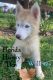 Siberian Husky Puppies for sale in New Port Richey, FL, USA. price: NA