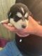 Siberian Husky Puppies for sale in Spotsylvania County, VA, USA. price: NA