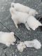 Siberian Husky Puppies for sale in Fort Myers, FL, USA. price: $1,300