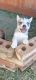 Siberian Husky Puppies for sale in Richmond, VA 23228, USA. price: NA