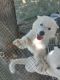 Siberian Husky Puppies for sale in Kearns, UT, USA. price: $1,200