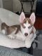 Siberian Husky Puppies for sale in Roseville, MI 48066, USA. price: $1,500
