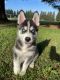 Siberian Husky Puppies for sale in Roseville, CA 95678, USA. price: NA
