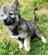Siberian Husky Puppies for sale in Filion, MI 48432, USA. price: NA
