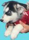 Siberian Husky Puppies for sale in 1860 Orangewood Ave, St Cloud, FL 34772, USA. price: $1,000