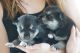 Siberian Husky Puppies for sale in Glendale, AZ 85308, USA. price: $900