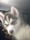 Siberian Husky Puppies for sale in Holland, MI 49423, USA. price: $500