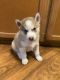 Siberian Husky Puppies for sale in Homestead, FL, USA. price: $800