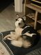 Siberian Husky Puppies for sale in Mooresville, NC, USA. price: NA