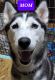 Siberian Husky Puppies for sale in Clarendon, NC 28463, USA. price: NA