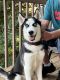 Siberian Husky Puppies for sale in West Chester Township, OH 45069, USA. price: $500