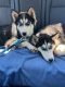 Siberian Husky Puppies for sale in Charlotte, NC, USA. price: $300