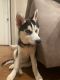 Siberian Husky Puppies for sale in Weatherford, TX, USA. price: NA