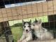Siberian Husky Puppies for sale in Clinton, NC 28328, USA. price: NA