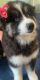 Siberian Husky Puppies for sale in Hampton, VA, USA. price: $1,200