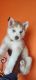 Siberian Husky Puppies for sale in Basaveshwar Nagar, Bengaluru, Karnataka 560079, India. price: NA