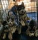 Siberian Husky Puppies for sale in Fredericksburg, VA 22406, USA. price: NA