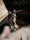 Siberian Husky Puppies for sale in Eau Claire, MI 49111, USA. price: $550