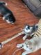 Siberian Husky Puppies for sale in Lowell, MA, USA. price: $1,700