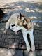 Siberian Husky Puppies for sale in San Bernardino, CA, USA. price: $1,900