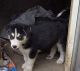 Siberian Husky Puppies for sale in Tompkinsville, KY 42167, USA. price: NA