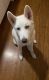 Siberian Husky Puppies for sale in Bartlett, IL, USA. price: NA
