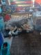 Siberian Husky Puppies for sale in Deerfield Beach, FL, USA. price: $9,000