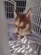Siberian Husky Puppies for sale in 91 W Thomas Rd, Phoenix, AZ 85013, USA. price: NA