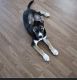 Siberian Husky Puppies for sale in Blue Creek, OH 45616, USA. price: NA
