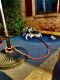 Siberian Husky Puppies for sale in 701 Weikel Rd, Lansdale, PA 19446, USA. price: NA
